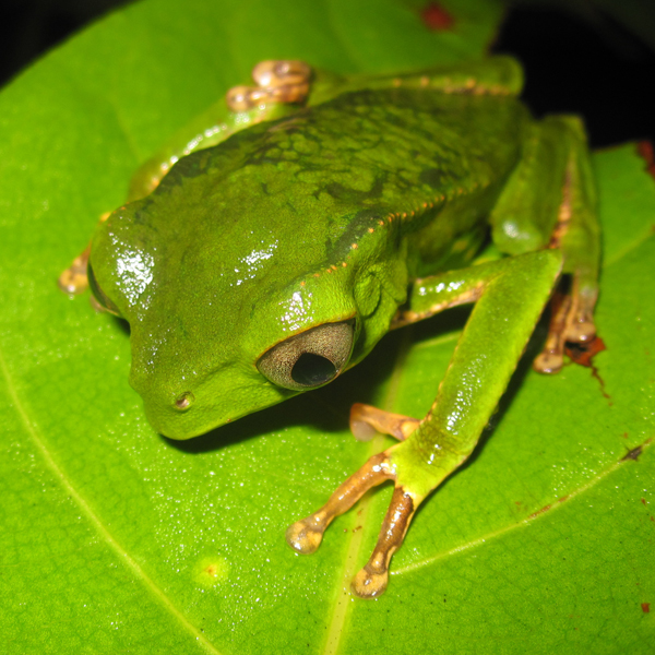 Frog in Manu